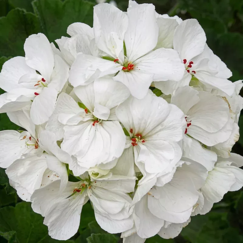 patriot-white-zonal-geranium Patriot White Zonal Geranium