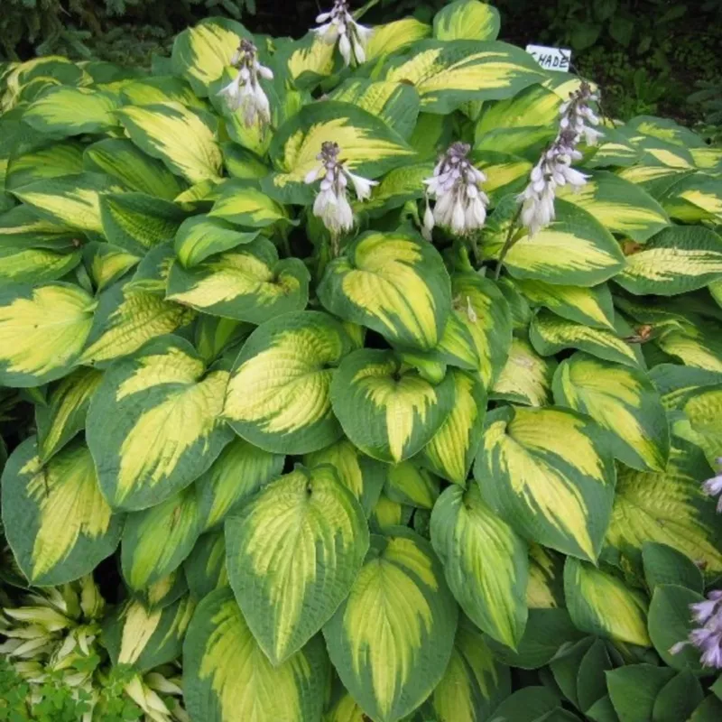 paul-s-glory-hosta ‘Paul’s Glory’ Hosta