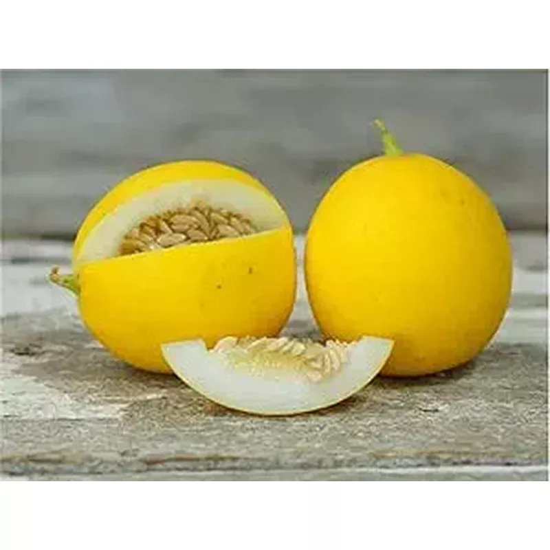 peach-melon-cucumis-melo-fruit-seeds-planting-in-garden Peach Melon Cucumis melo Fruit Seeds for Planting in Garden