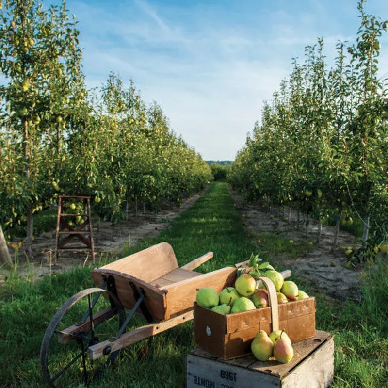 pear-cold-snap PEAR COLD SNAP