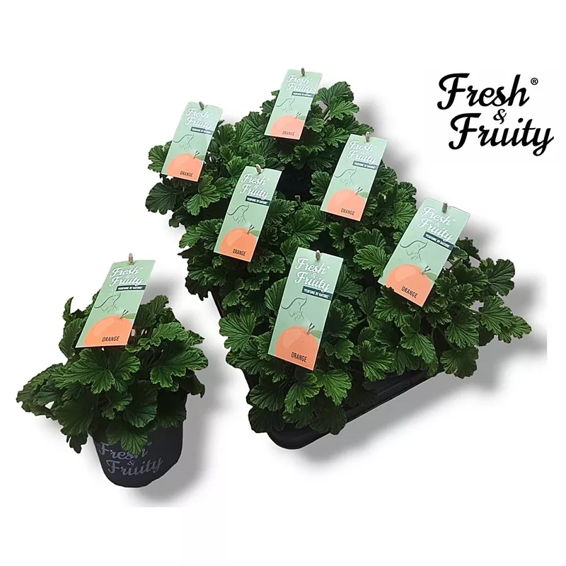 pelargonium-fresh-fruity-orange-fresh Pelargonium | Fresh & Fruity | Orange Fresh