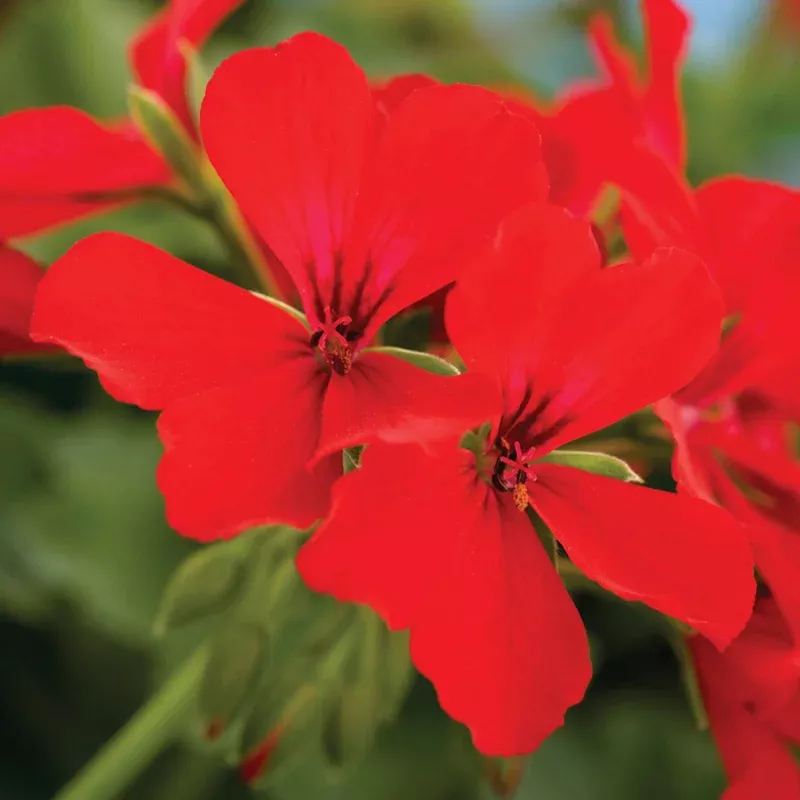 Pelargonium interspecific ‘Caliente Deep Red’ ~ Caliente Deep Red Geranium