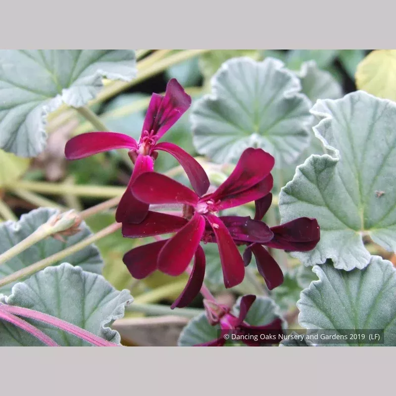 pelargonium-sidoides-south-african-geranium Pelargonium sidoides South African Geranium