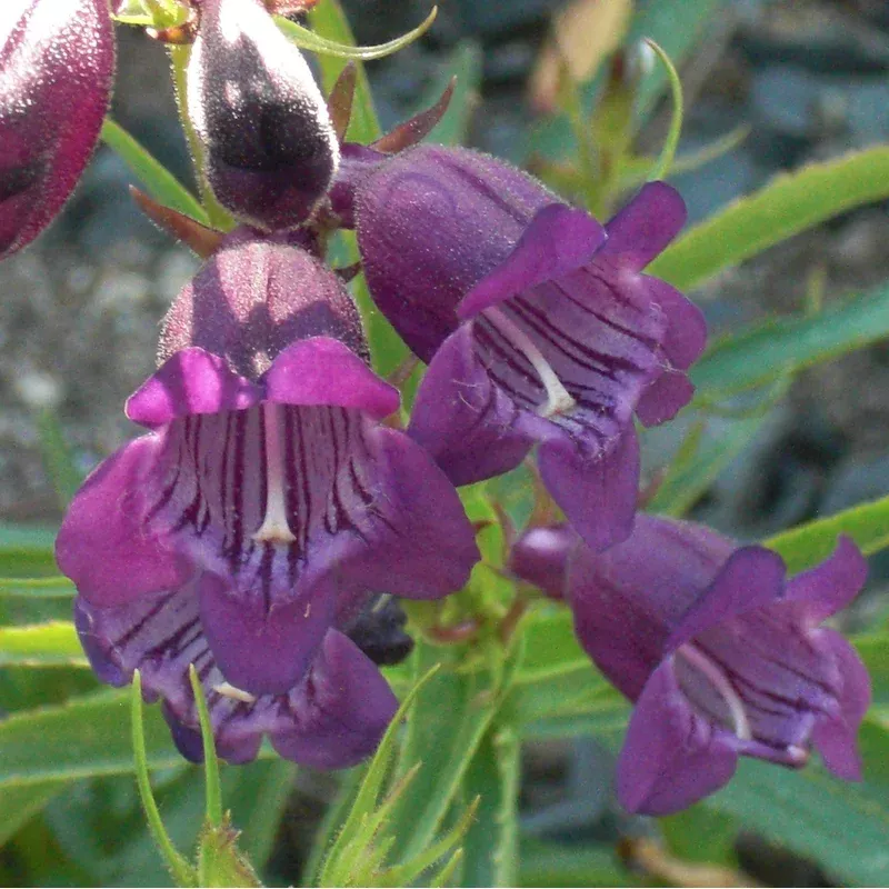 penstemon-tnpenhpu-monrovia-harlequin-purple-beardtongue Penstemon ‘TNPENHPU’ ~ Monrovia Harlequin Purple Beardtongue