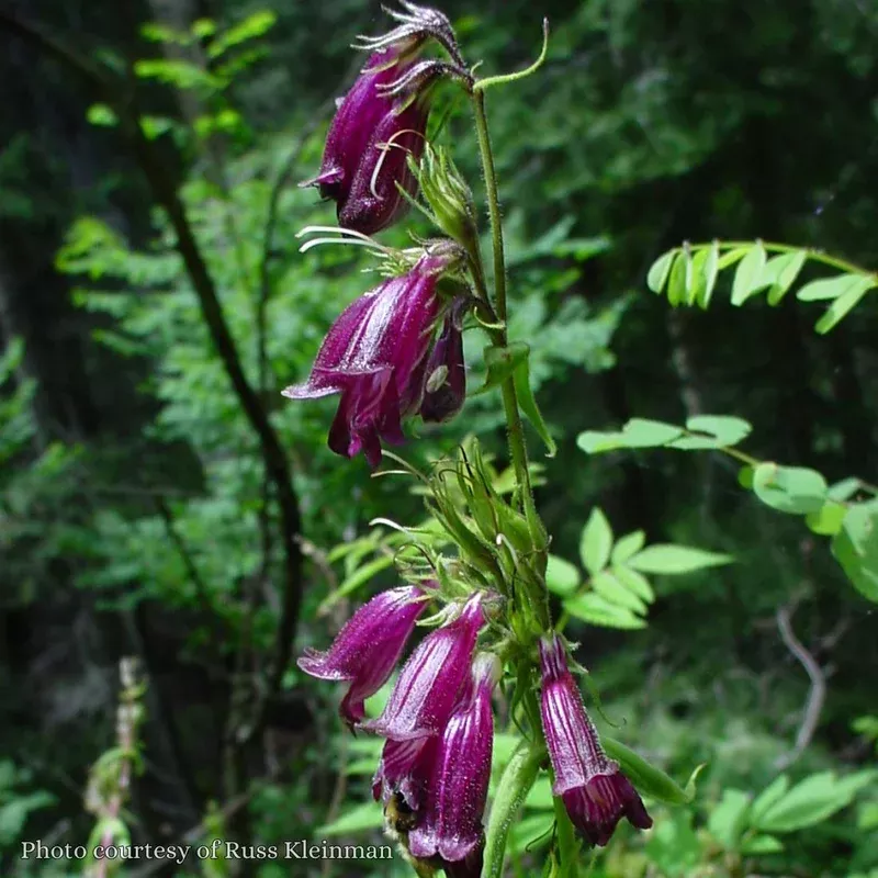 penstemon-whippleanus-beardtongue Penstemon whippleanus Beardtongue