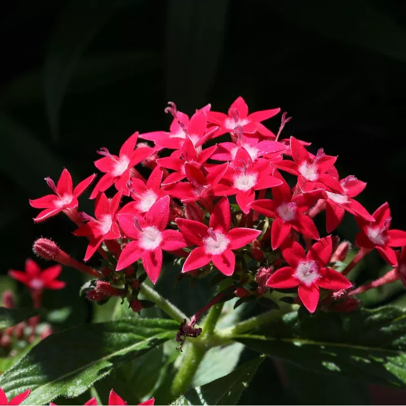 Pentas lanceolata ‘Graffiti OG Bright Red’ ~ Graffiti OG Bright Red Star Flower