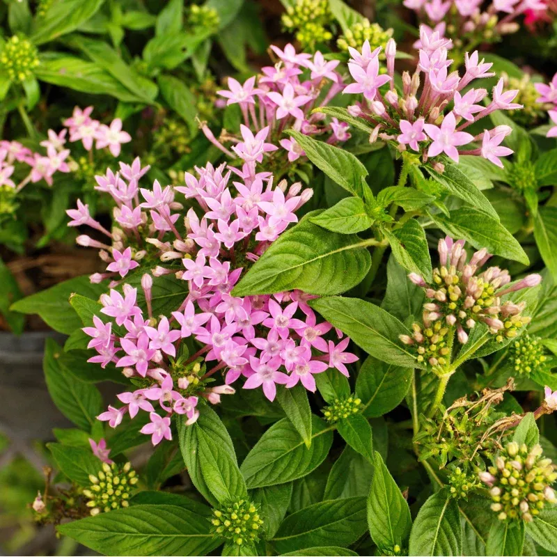pentas-lanceolata-graffiti-og-pink-graffiti-og-pink-star-flower Pentas lanceolata ‘Graffiti OG Pink’ ~ Graffiti OG Pink Star Flower