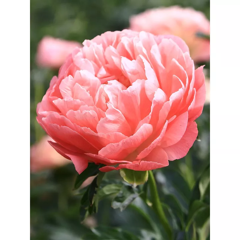 Peony Coral Sunset