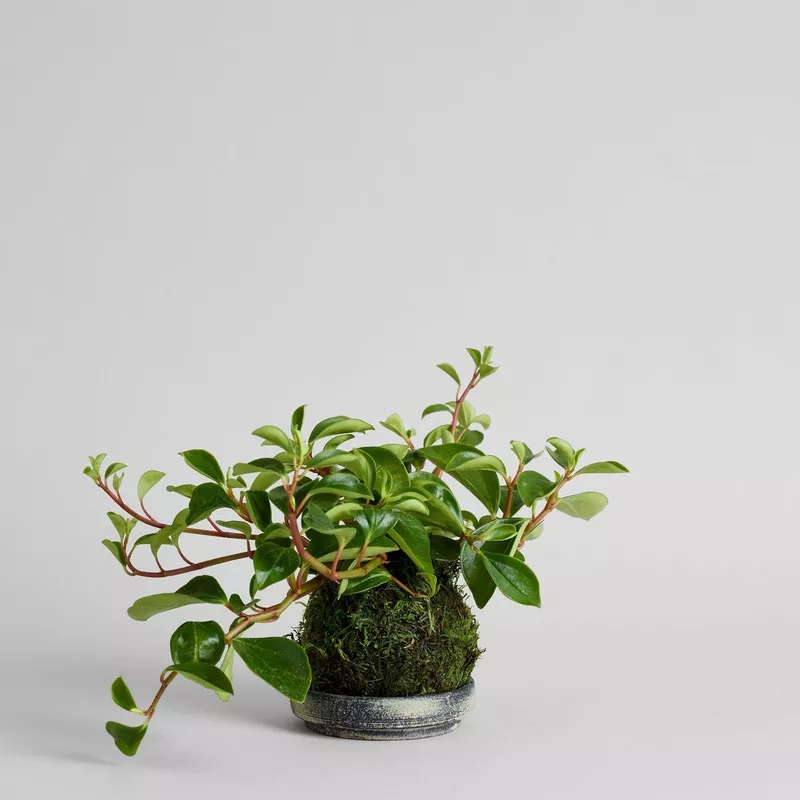 peperomia-glabella-kokedama-grey-patina-tray Peperomia ‘Glabella’ Kokedama Grey Patina Tray