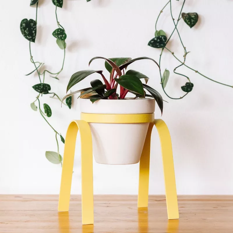 The Perch Planter Lemon Lime