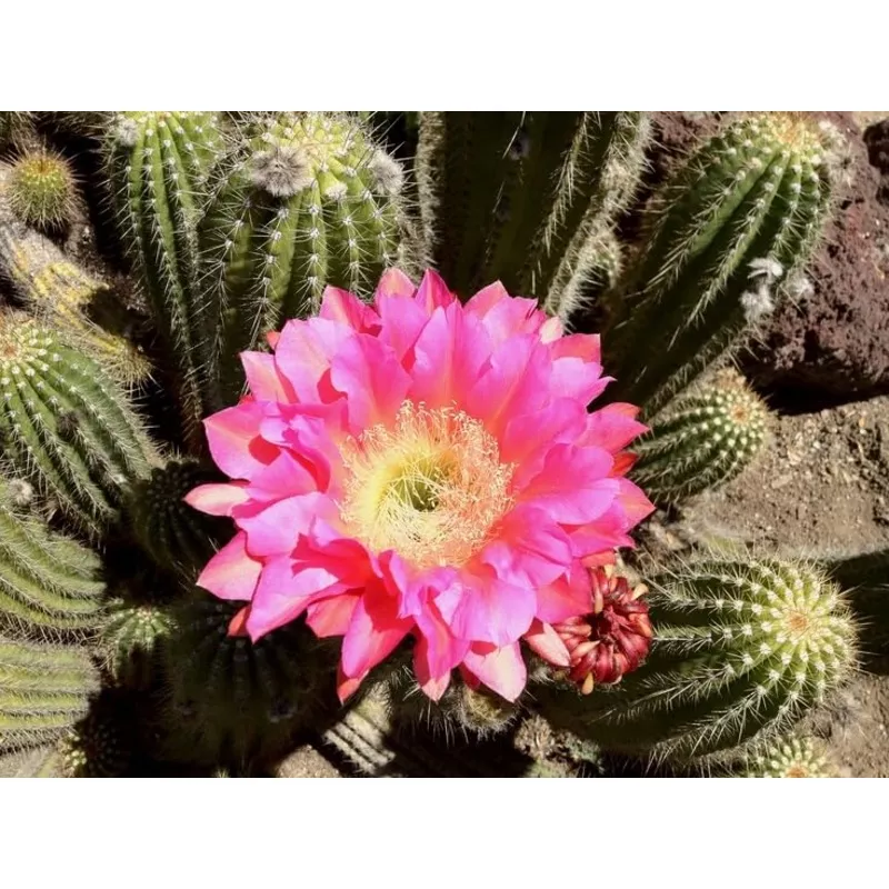 Perennial Giant Cactus Flower