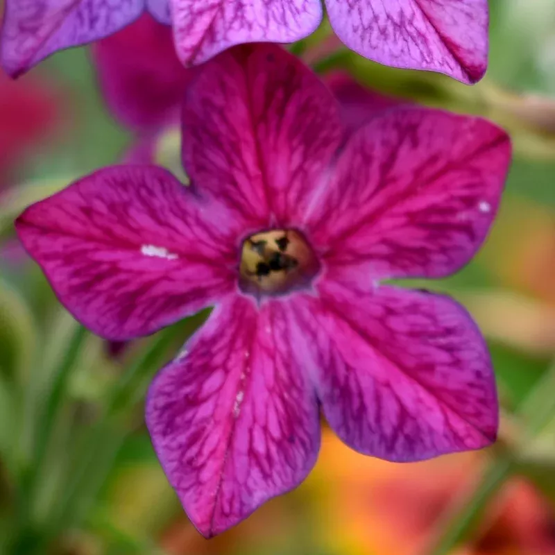 perfume-deep-purple-flowering-tobacco Perfume Deep Purple Flowering Tobacco