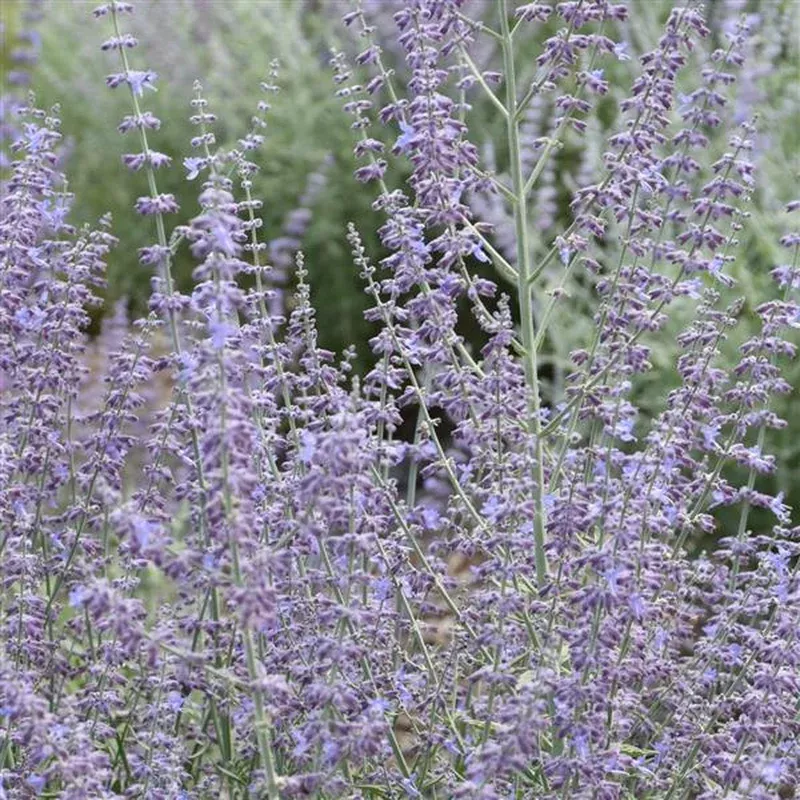 perovskia-atriplicifolia-prime-time-pp34304-prime-time-russian-sage Perovskia atriplicifolia ‘Prime Time’ PP34304 ~ Prime Time Russian Sage