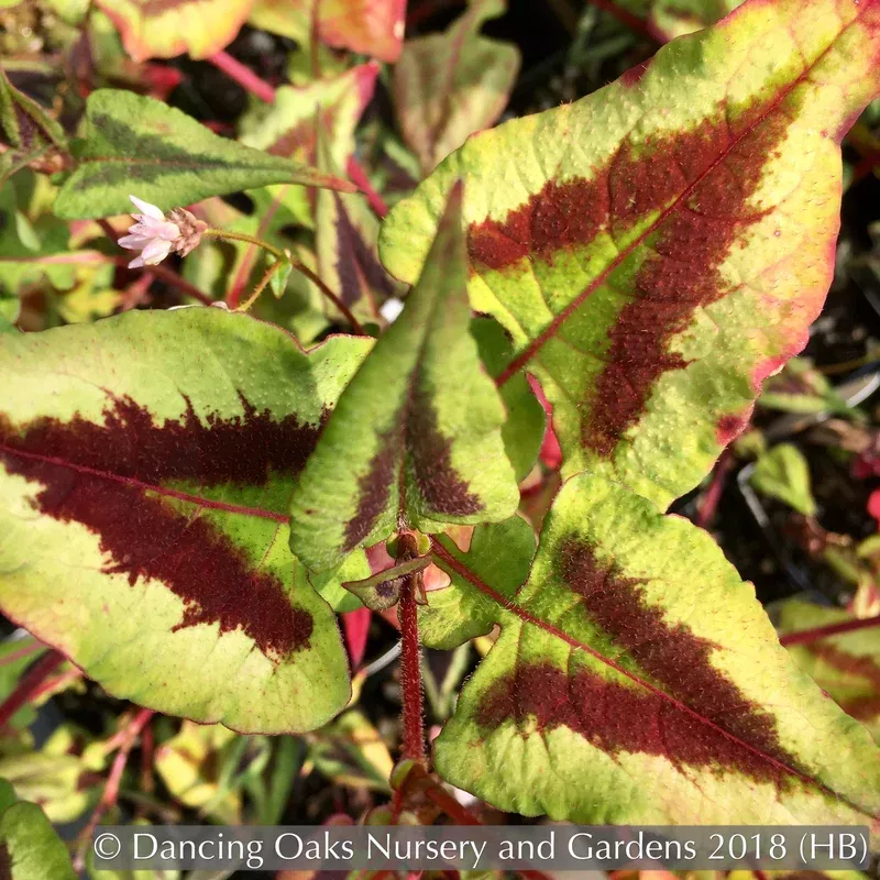 persicaria-microcephala-purple-fantasy-fleeceflower-floating-arrows Persicaria microcephala ‘Purple Fantasy’ Fleeceflower Floating Arrows