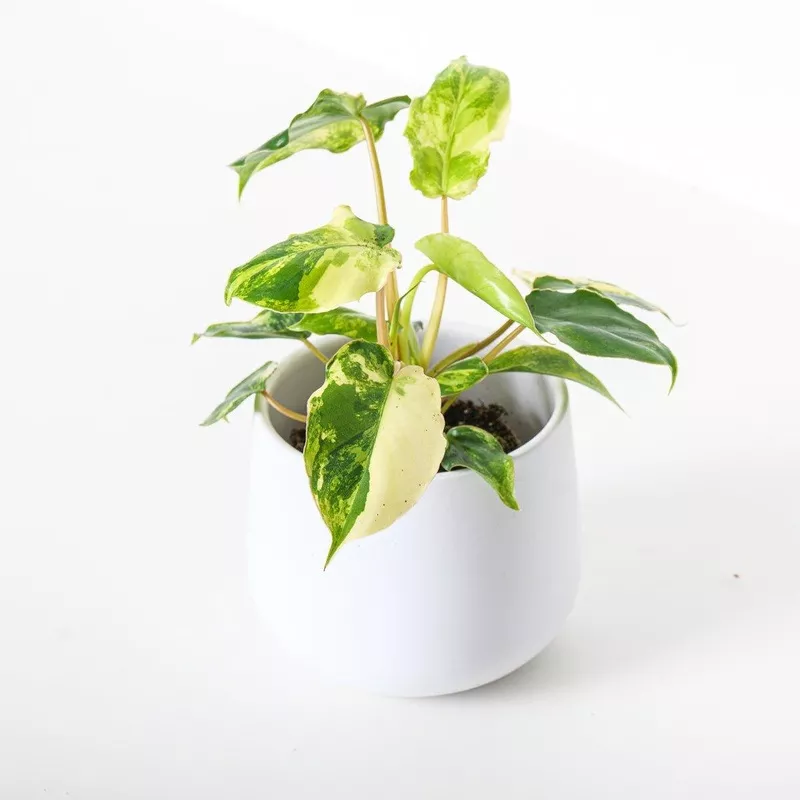 philodendron-burle-marx-variegated Philodendron Burle Marx Variegated