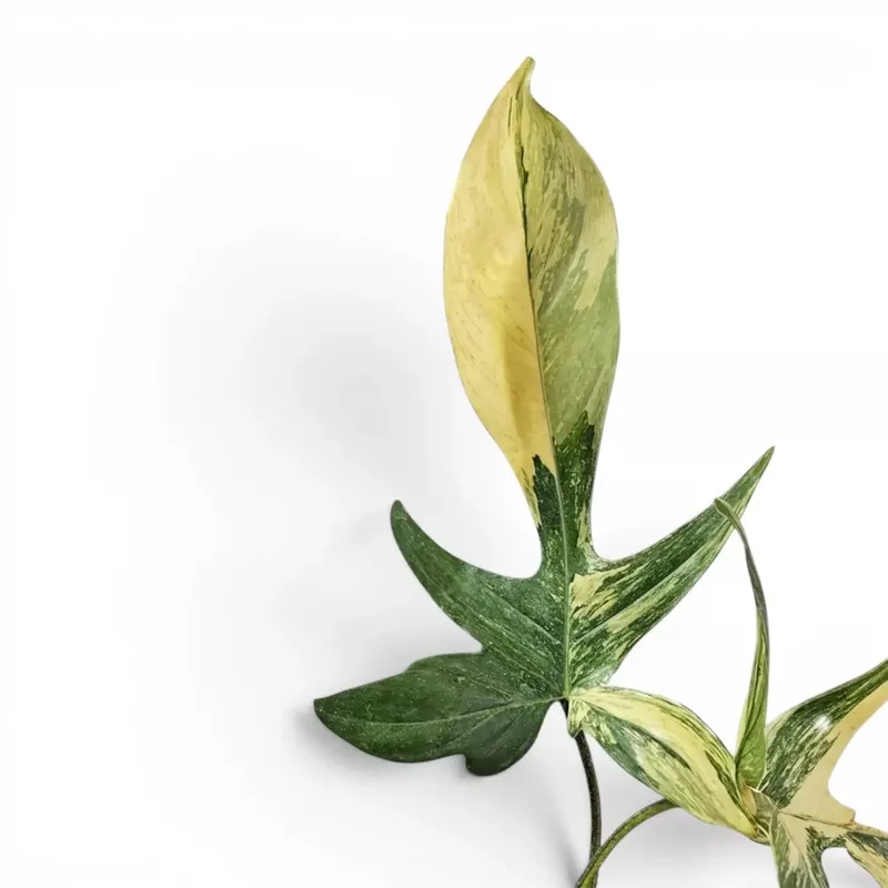 philodendron-florida-beauty-magic-mask Philodendron Florida Beauty (Magic Mask)