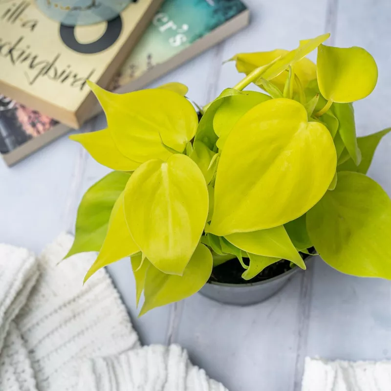 philodendron-scandens-micans-lime-trailing-plant Philodendron Scandens Micans Lime | Trailing Plant