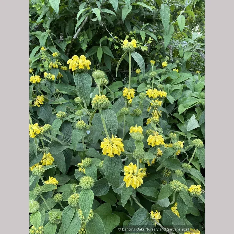 phlomis-edward-bowles-jerusalem-sage Phlomis ‘Edward Bowles’ Jerusalem Sage