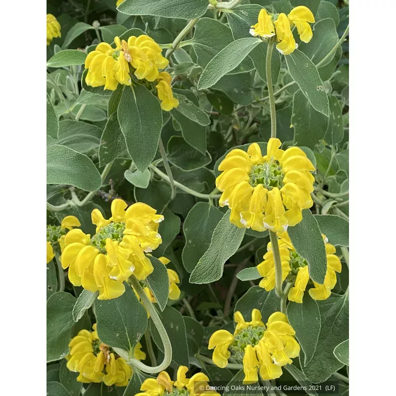 phlomis-monocephala-jerusalem-sage Phlomis monocephala Jerusalem Sage