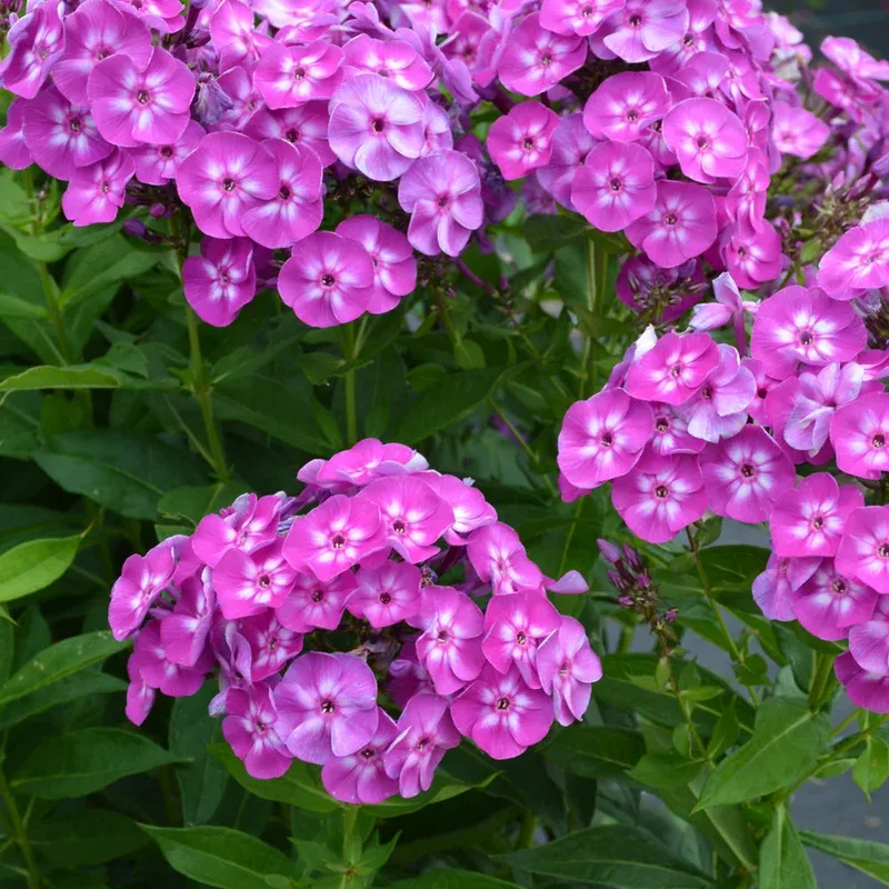phlox-laura PHLOX LAURA