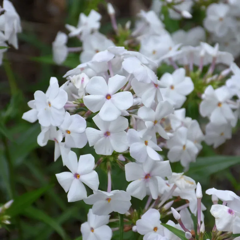 phlox-minnie-pearl PHLOX MINNIE PEARL