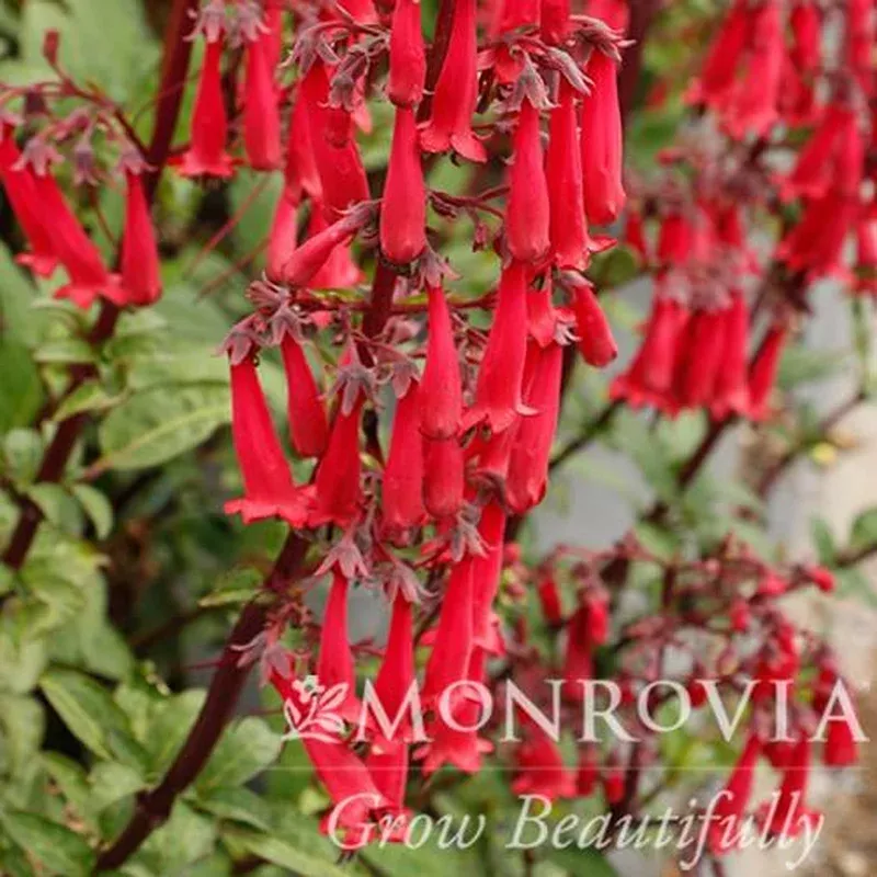 phygelius-tnphycrd-monrovia-colorburst-deep-red-cape-fuchsia Phygelius ‘TNPHYCRD’ ~ Monrovia Colorburst Deep Red Cape Fuchsia