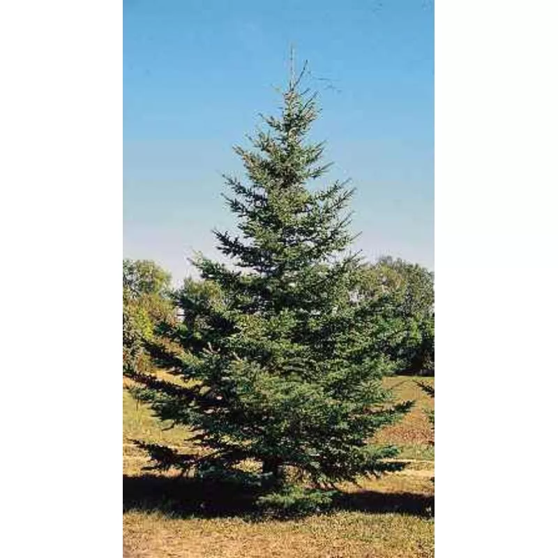 Picea glauca 6′