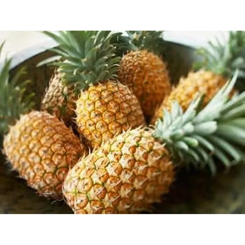 pineapple-seeds-tropical-planting Pineapple Seeds for Tropical Planting