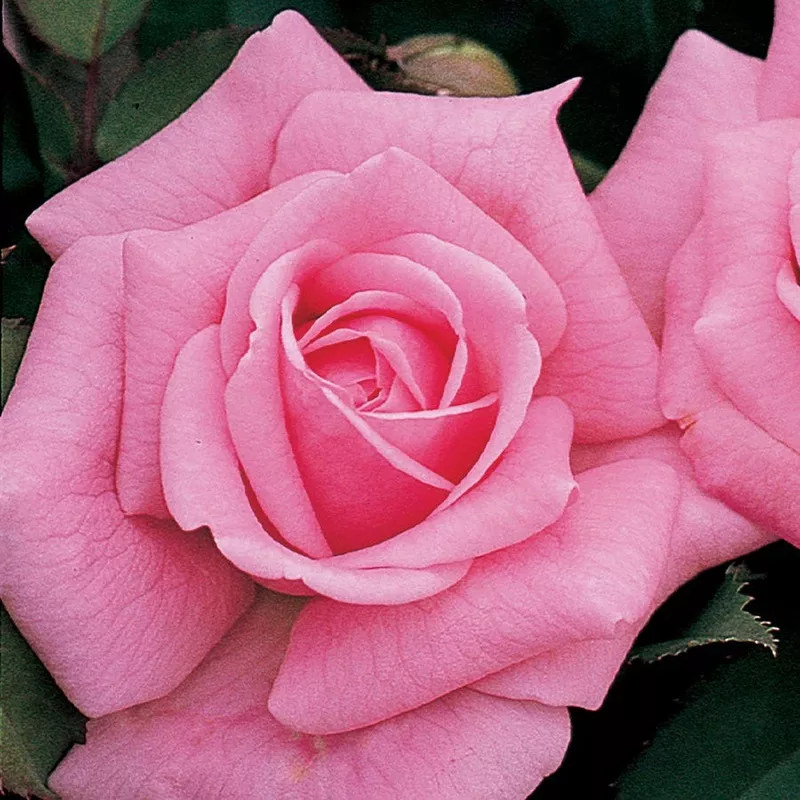 pink-36-inch-tree-rose Pink 36-Inch Tree Rose