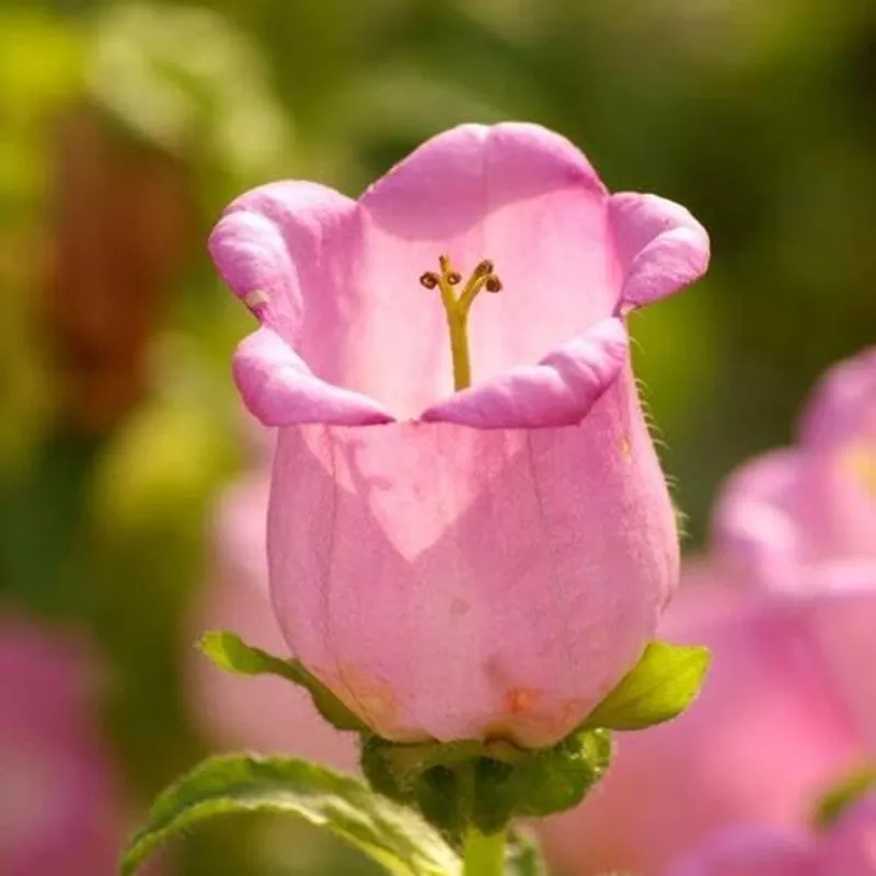 pink-campanula-flower-heirloom-non-gmo-seeds Pink Campanula Flower – Heirloom, Non – Gmo Seeds