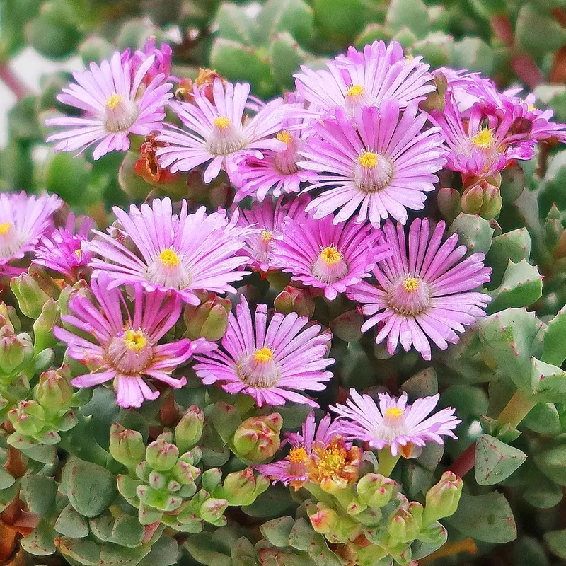 pink-ice-plant-succulent-oscularia-deltoides Pink Ice plant Succulent ‘Oscularia deltoides’