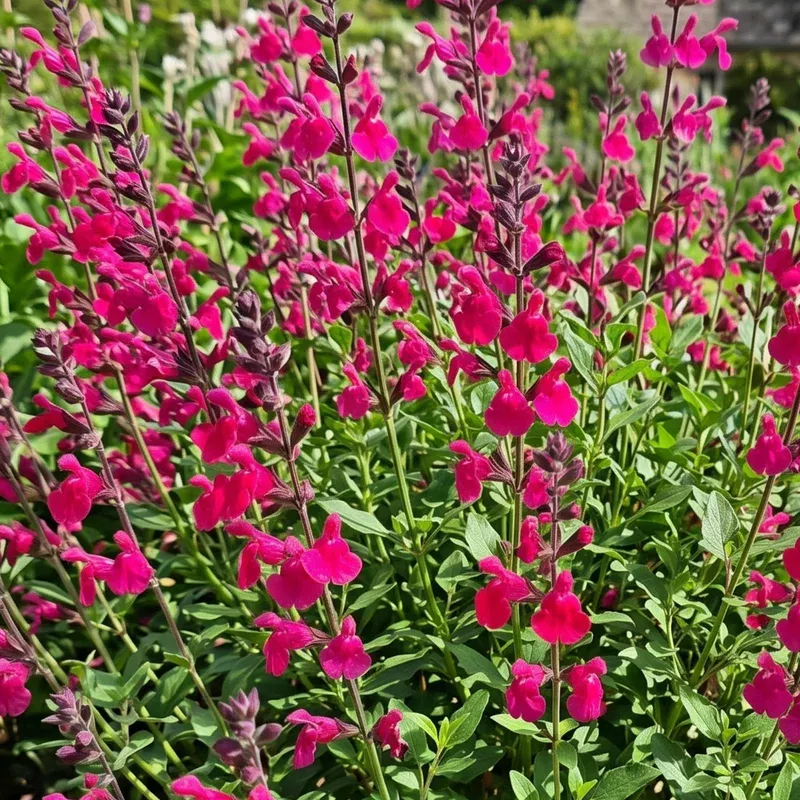 pink-pong-salvia Pink Pong Salvia