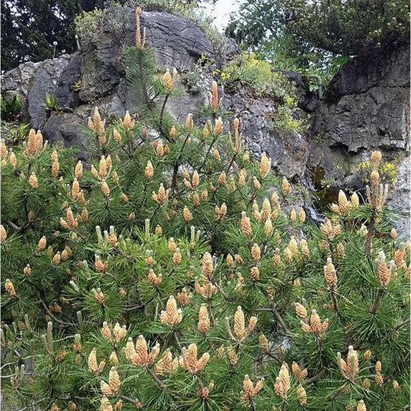 pinus-mugo-var-pumilio-dwarf-mugo-pine-pumilio-pine Pinus mugo var. Pumilio ~ Dwarf Mugo Pine Pumilio Pine