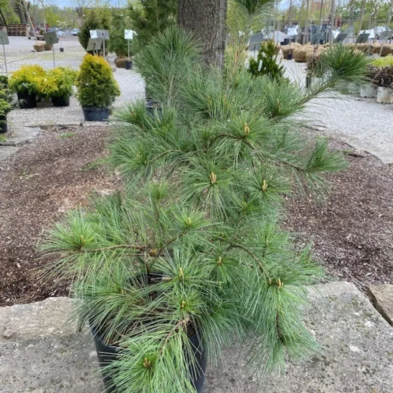 pinus-strobus-niagara-falls-3 Pinus strobus Niagara Falls #3