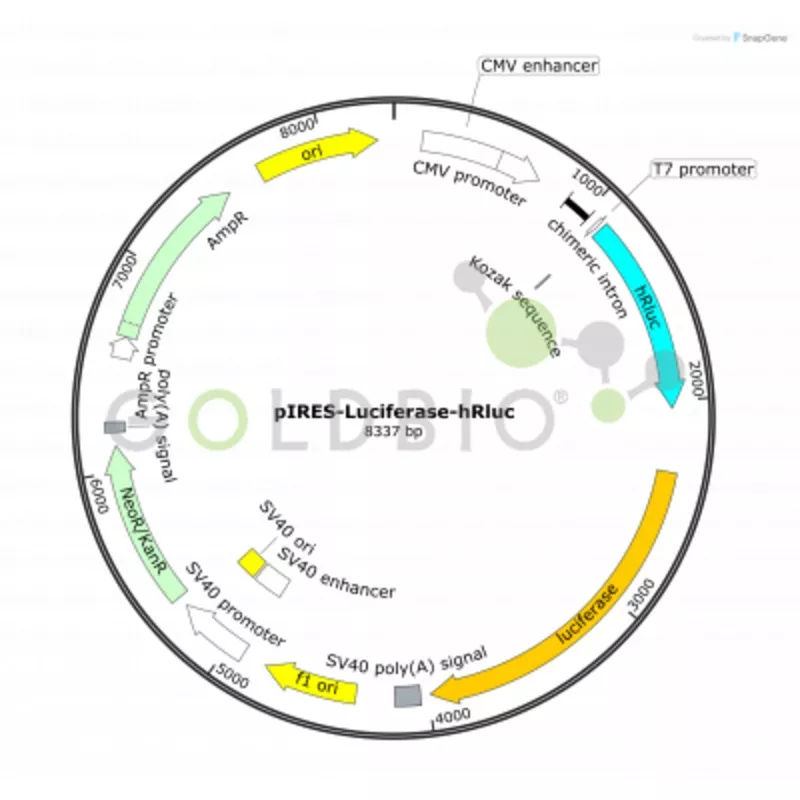 pires-luciferase-hrluc-plasmid pIRES-Luciferase-hRluc Plasmid