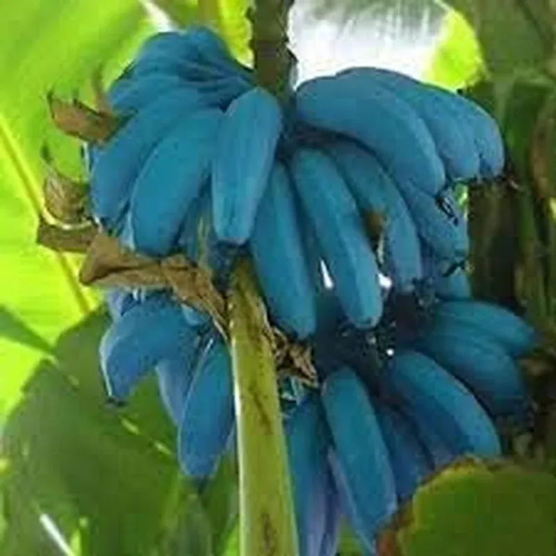 plant-banana-dark-violet-seeds-vibrant-growth Plant Banana Dark Violet Seeds for Vibrant Growth