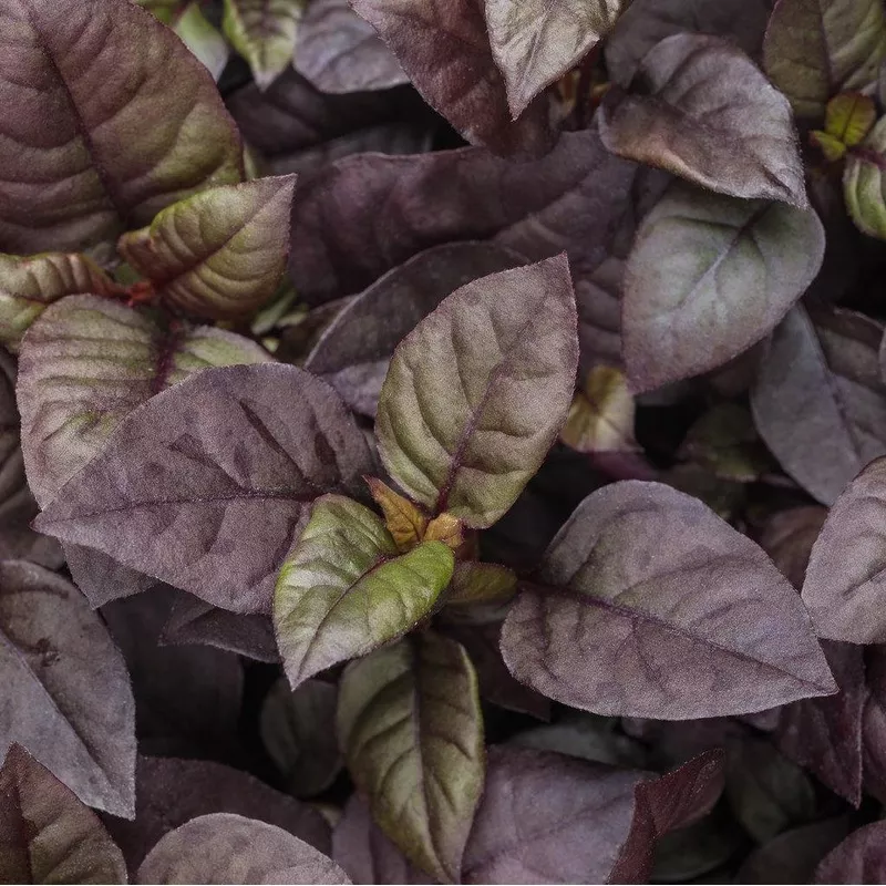 Plum Dandy Alternanthera | Proven Winners