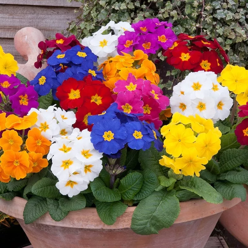 polyanthus-crescendo-mixed-f1-flower-plants Polyanthus Crescendo Mixed F1 Flower Plants