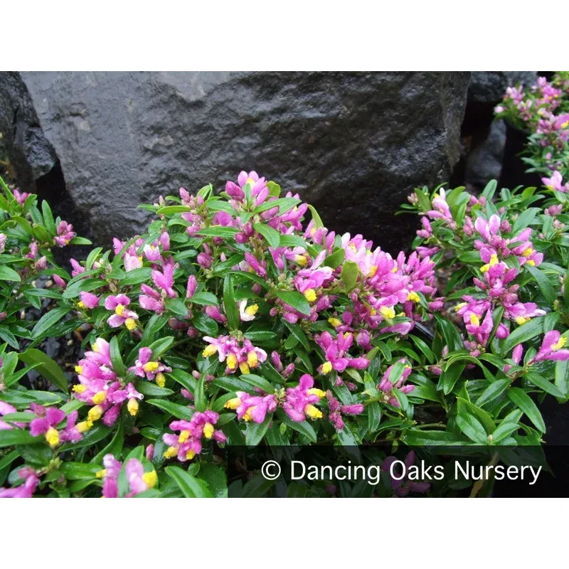 polygala-chamaebuxus-kamniski-shrubby-milkwort Polygala chamaebuxus ‘Kamniski’ Shrubby Milkwort