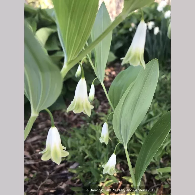 polygonatum-odoratum-flore-pleno-double-solomon-s-seal Polygonatum odoratum ‘Flore Pleno’ Double Solomon’s Seal