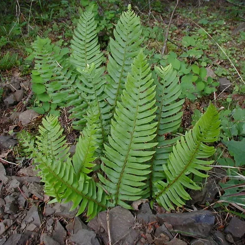 Polystichum munitum ~ Western Sword Fern