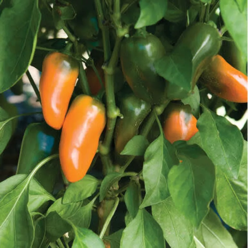 pot-pepper-capsicumsnackorange-container-patio-sweet-bell-snacking-pepper-5-seed Pot Pepper CapsicumSnackOrange – Container patio sweet bell snacking pepper – 5 seeds