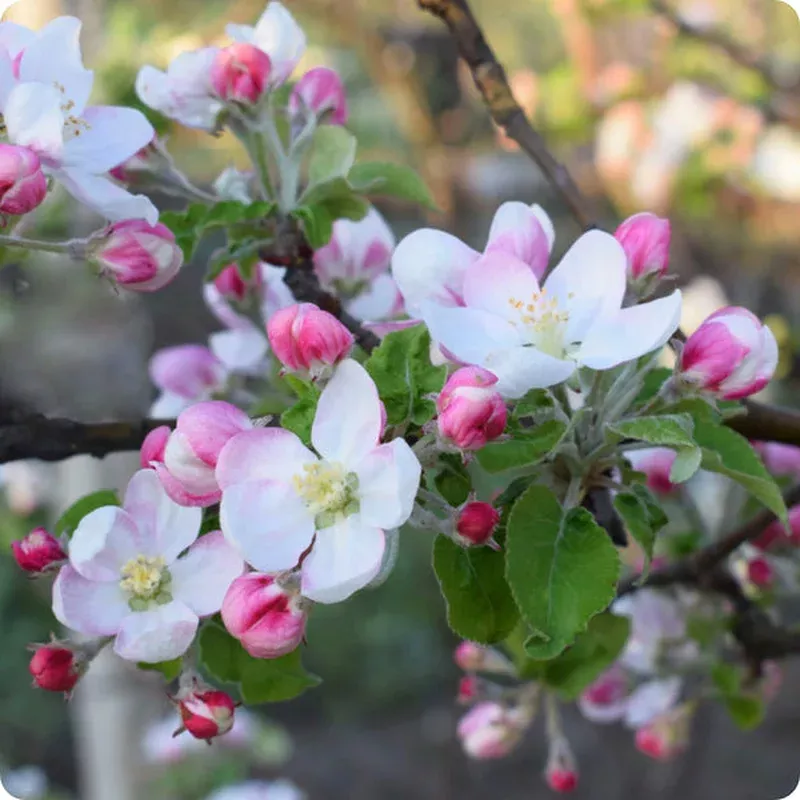 Prairie Crabapple (Malus ioensis) Apple Seeds