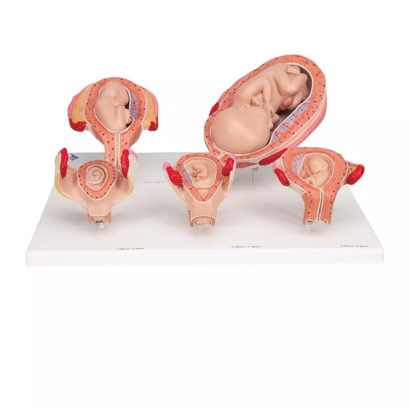 Pregnancy Series – 5 Models