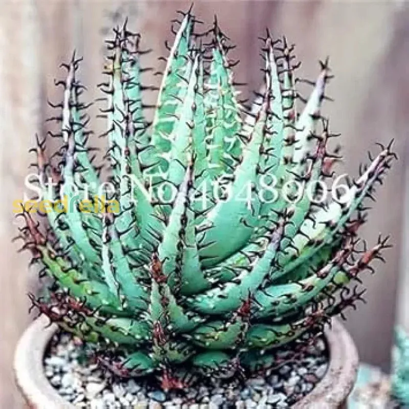premium-aloe-vera-seeds-sky-blue-ideal-easy-planting Premium Aloe Vera Seeds Sky Blue Ideal for Easy Planting