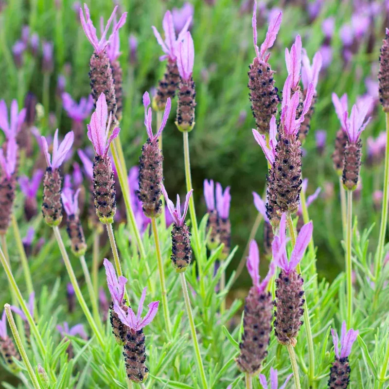 Pretty Polly Lavender