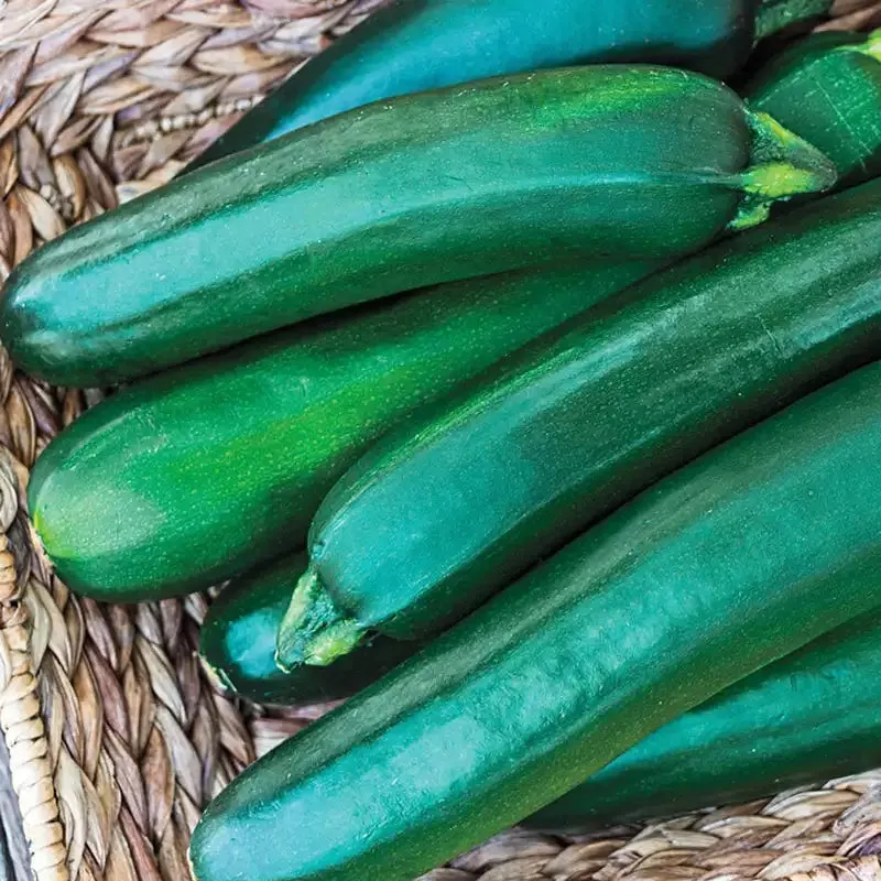 pride-improved-hybrid-zucchini-summer-squash-seed Pride Improved Hybrid Zucchini Summer Squash Seed