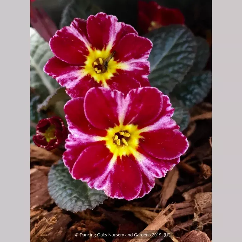 primula-dark-rosaleen-polyantha-primrose Primula ‘Dark Rosaleen’ Polyantha Primrose