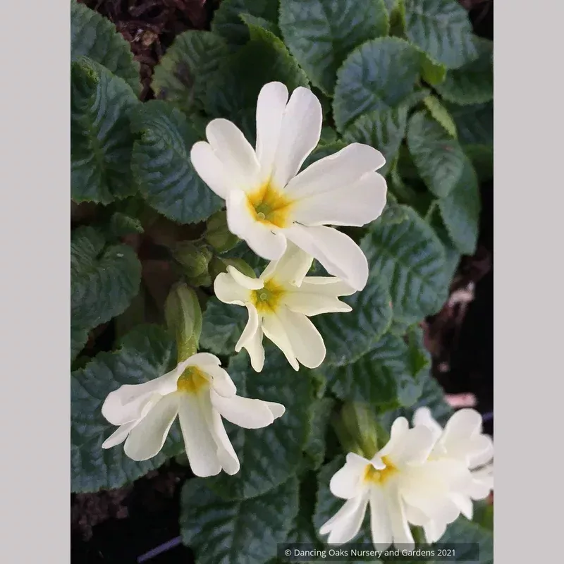 primula-dorothy-polyantha-primrose Primula ‘Dorothy’ Polyantha Primrose