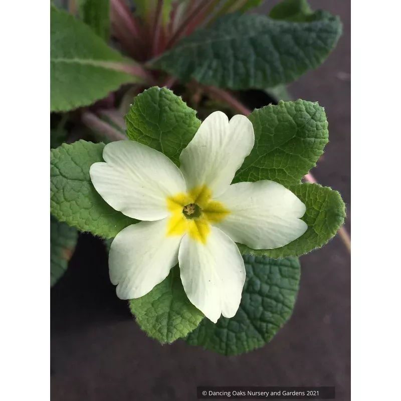 primula-jack-in-green-group-yellow-primrose Primula Jack-in-the-Green Group – Yellow Primrose